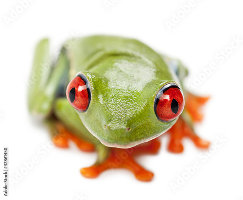 Red-eyed Treefrog, Agalychnis callidryas, portrait and close up