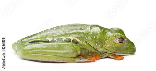 Red-eyed Treefrog, Agalychnis callidryas