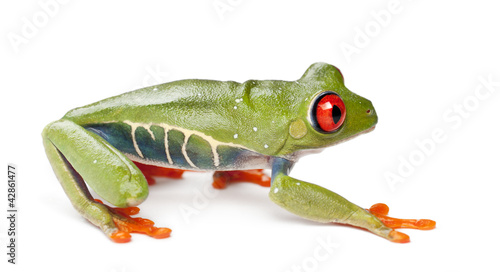 Red-eyed Treefrog, Agalychnis callidryas