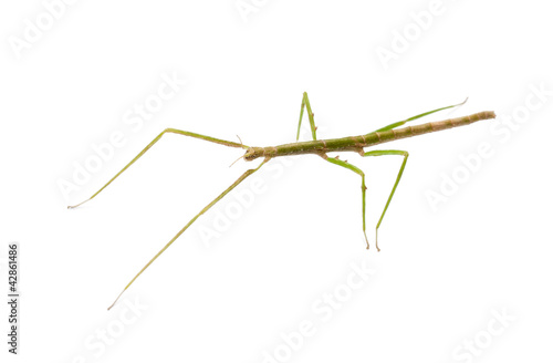 Indian Stick Insect, Carausius morosus
