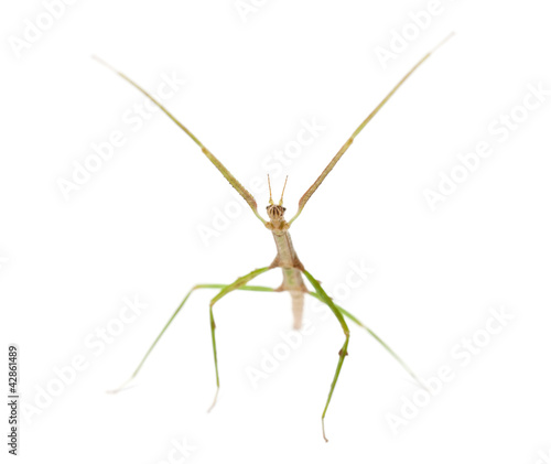 Indian Stick Insect, Carausius morosus