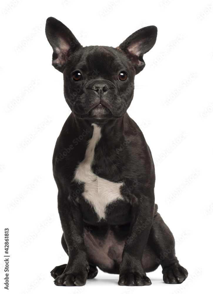 French bulldog puppy, 5 months old, portrait