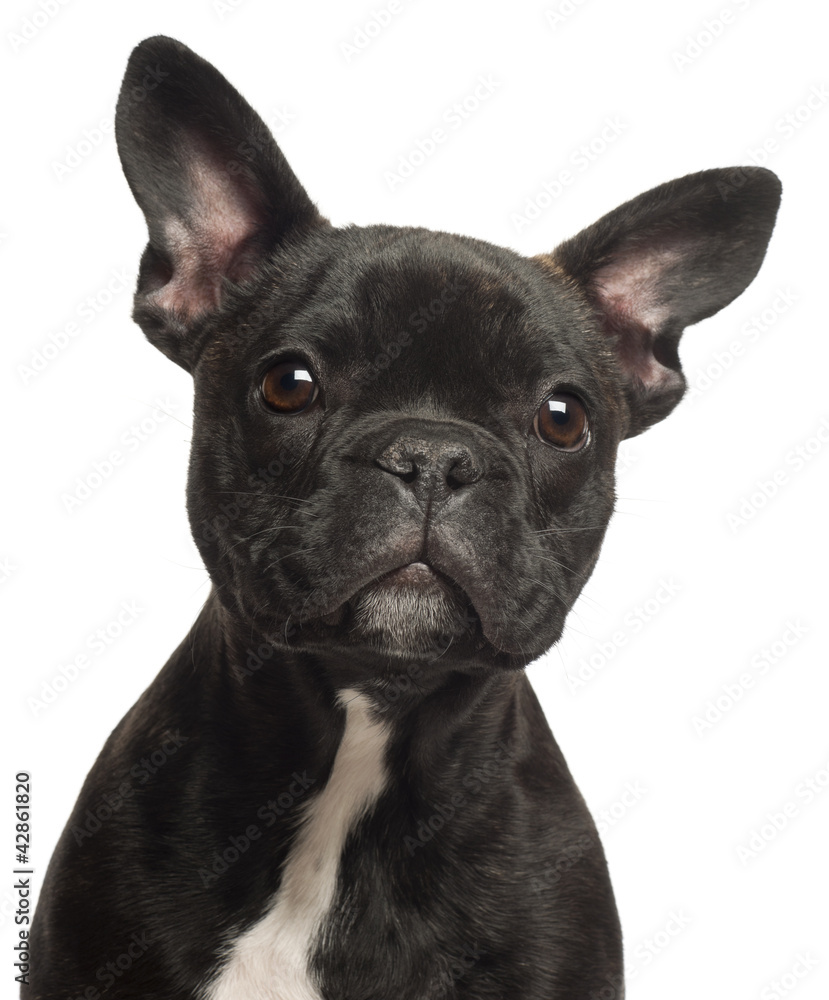 French bulldog puppy, 5 months old