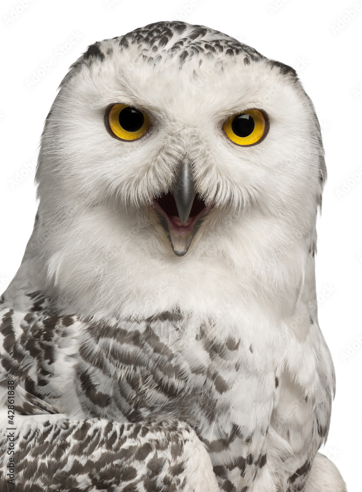 Obraz premium Female Snowy Owl, Bubo scandiacus, 1 year old