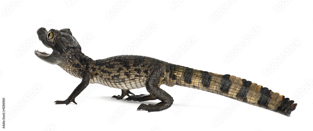 Fototapeta premium Spectacled Caiman, Caiman crocodilus