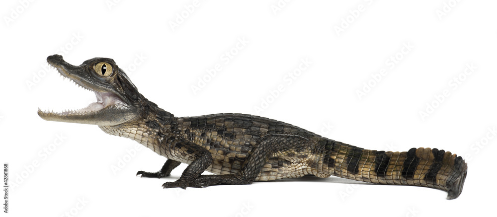 Fototapeta premium Spectacled Caiman, Caiman crocodilus