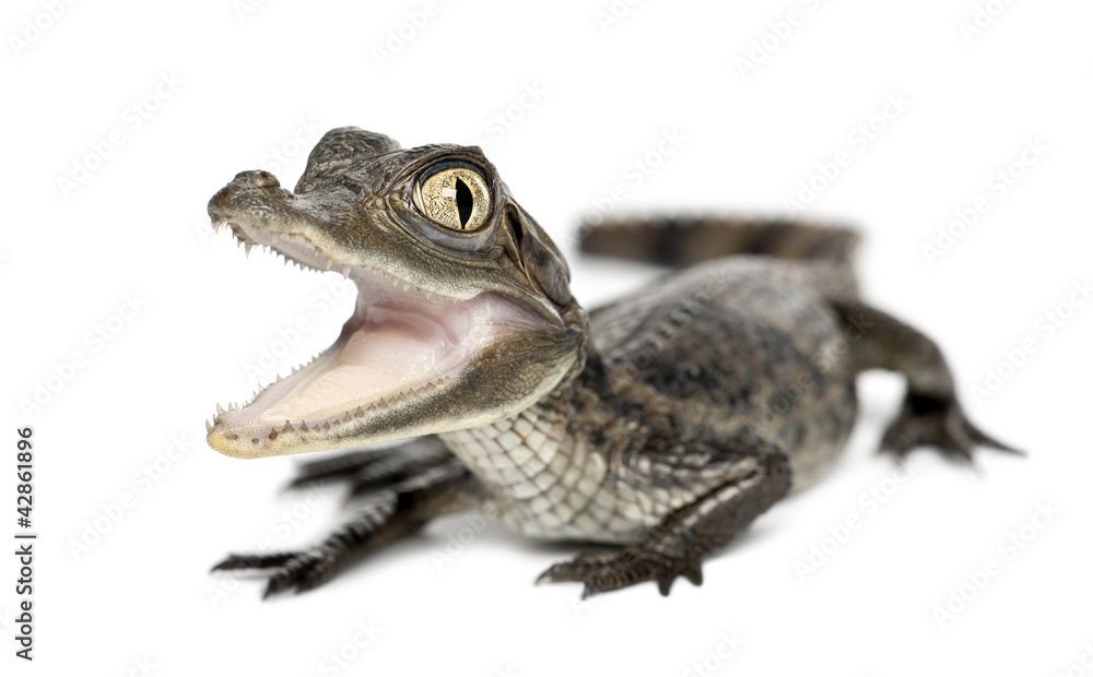 Naklejka premium Spectacled Caiman, Caiman crocodilus