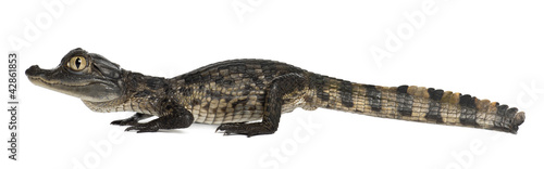 Spectacled Caiman  Caiman crocodilus