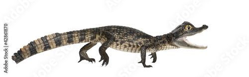 Spectacled Caiman  Caiman crocodilus