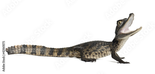 Spectacled Caiman, Caiman crocodilus © Eric Isselée