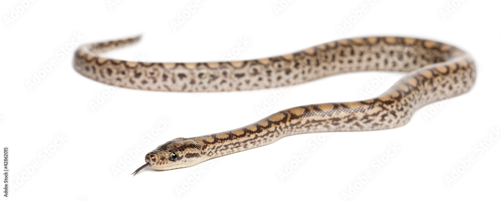 Boa, Epicrates maurus, against white background Boa, Epicrates maurus, against white background