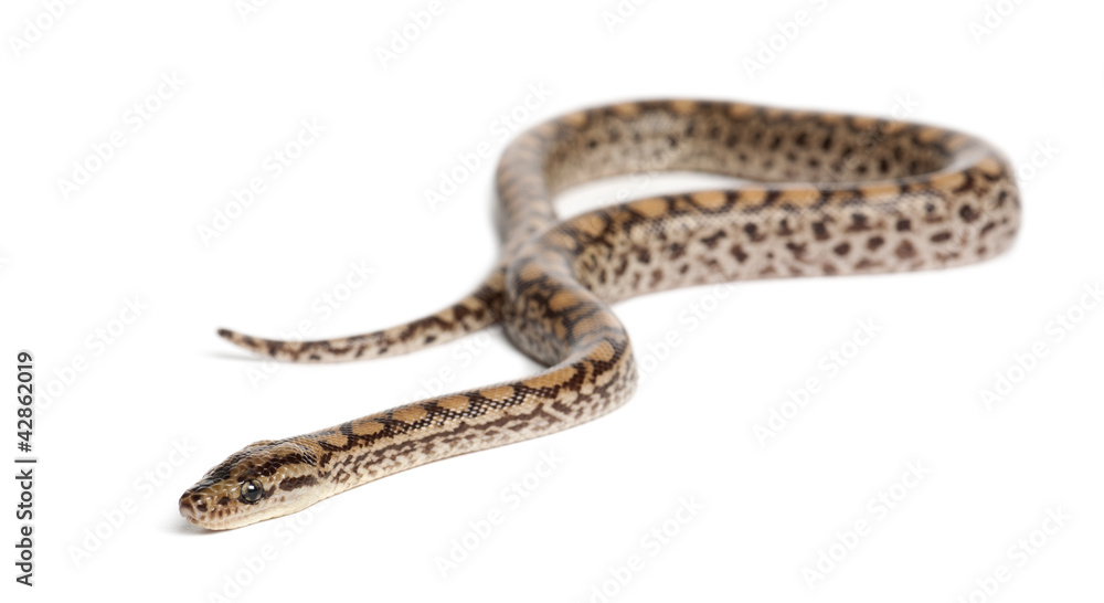 Boa, Epicrates maurus, against white background Boa, Epicrates maurus, against white background