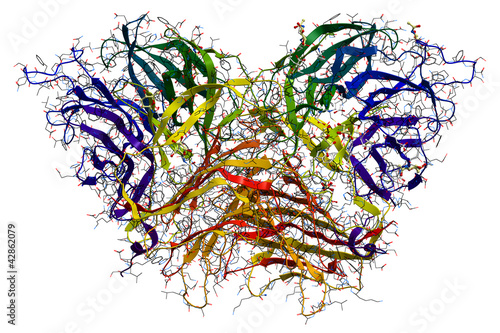 Invertase, an enzyme that catalyzes the breakdown of sucrose