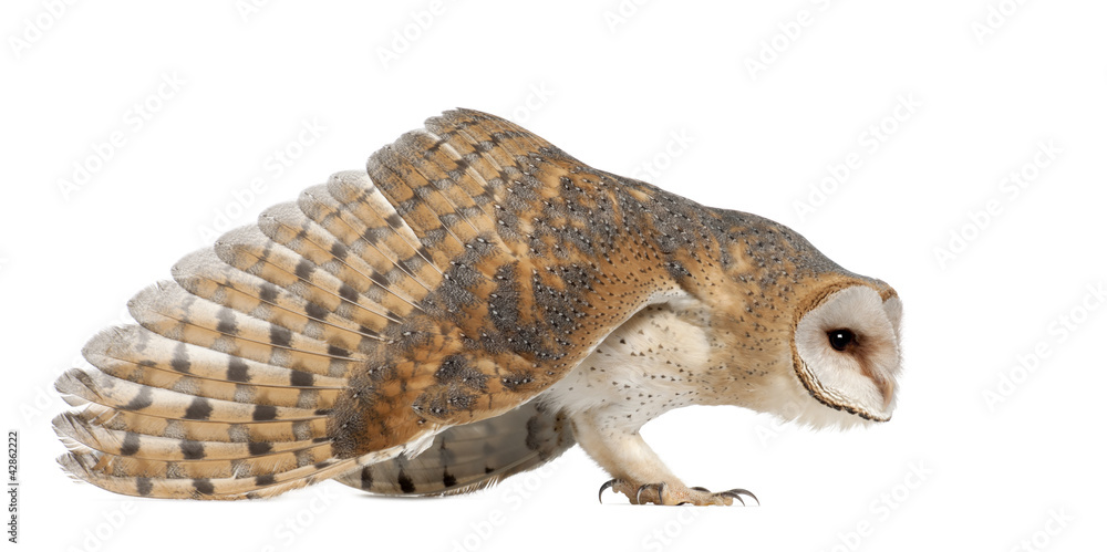 Barn Owl, Tyto alba, 4 months old