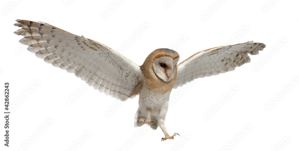 Fototapeta premium Barn Owl, Tyto alba, 4 months old