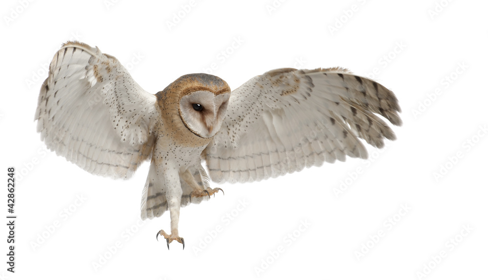 Barn Owl, Tyto alba, 4 months old - obrazy, fototapety, plakaty 