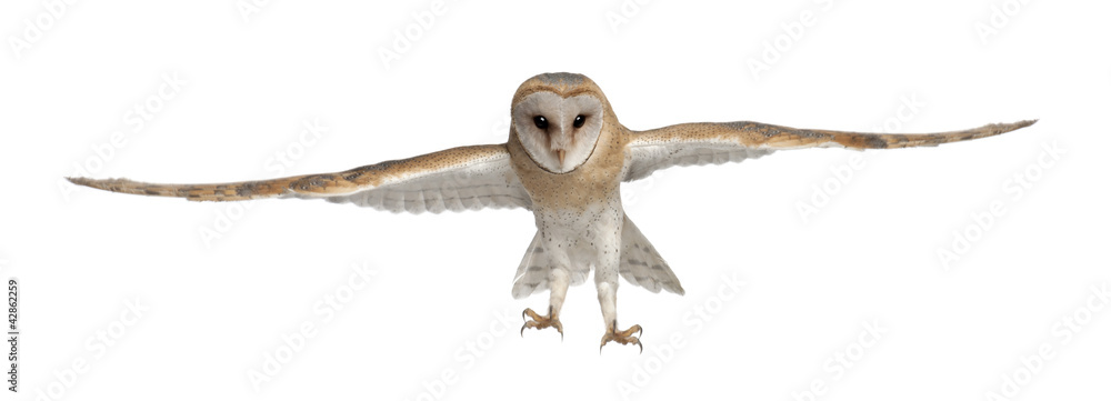 Obraz premium Barn Owl, Tyto alba, 4 months old