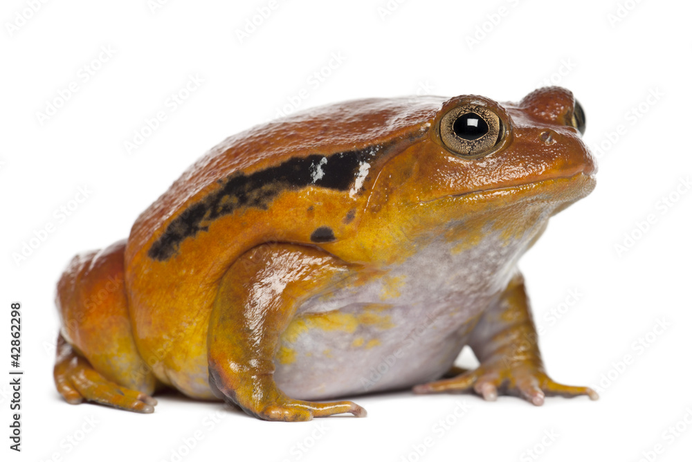 Fototapeta premium False Tomato Frog, Dyscophus guineti, against white background