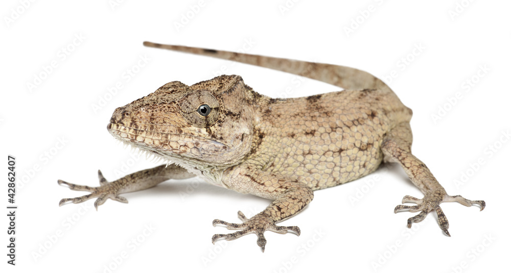 Oriente Bearded Anole or Anolis porcus, Chamaeleolis porcus Oriente Bearded Anole or Anolis porcus, Chamaeleolis porcus
