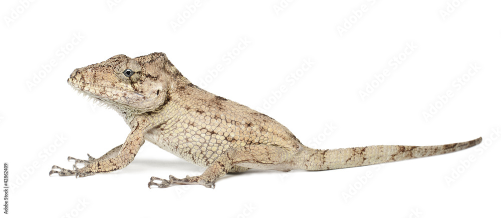 Oriente Bearded Anole or Anolis porcus, Chamaeleolis porcus Oriente Bearded Anole or Anolis porcus, Chamaeleolis porcus
