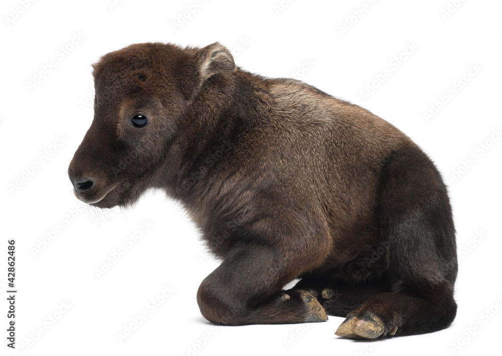 Fototapeta premium Mishmi Takin, Budorcas taxicolor taxicol