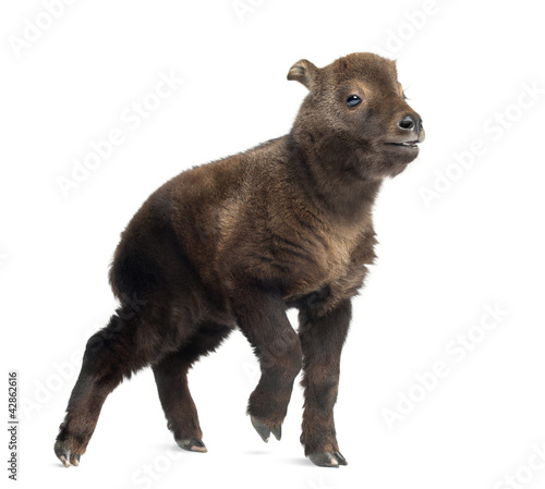 Mishmi Takin, Budorcas taxicolor taxicol