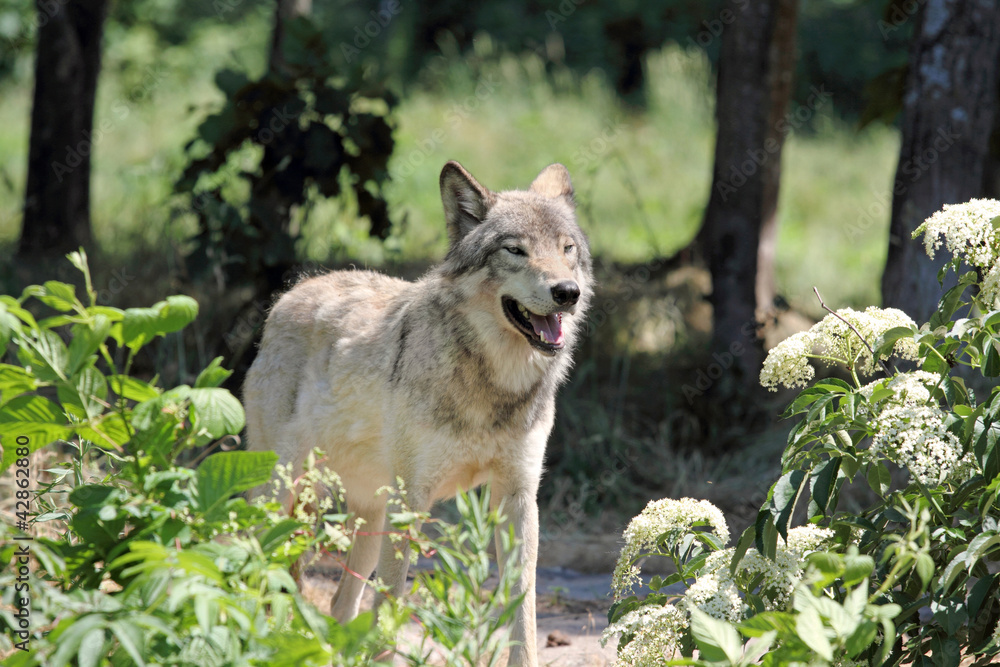 Fototapeta premium loup gris