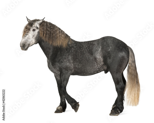Percheron  5 years old  a breed of draft horse