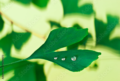 ginkgo biloba photo