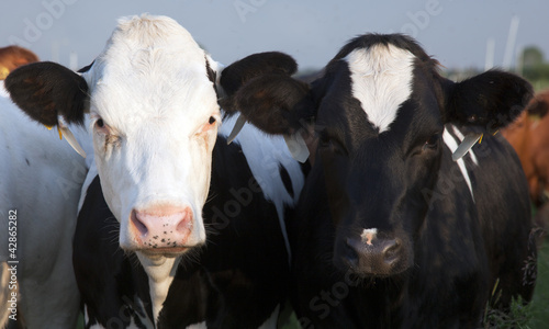 cows in a dutch landscape