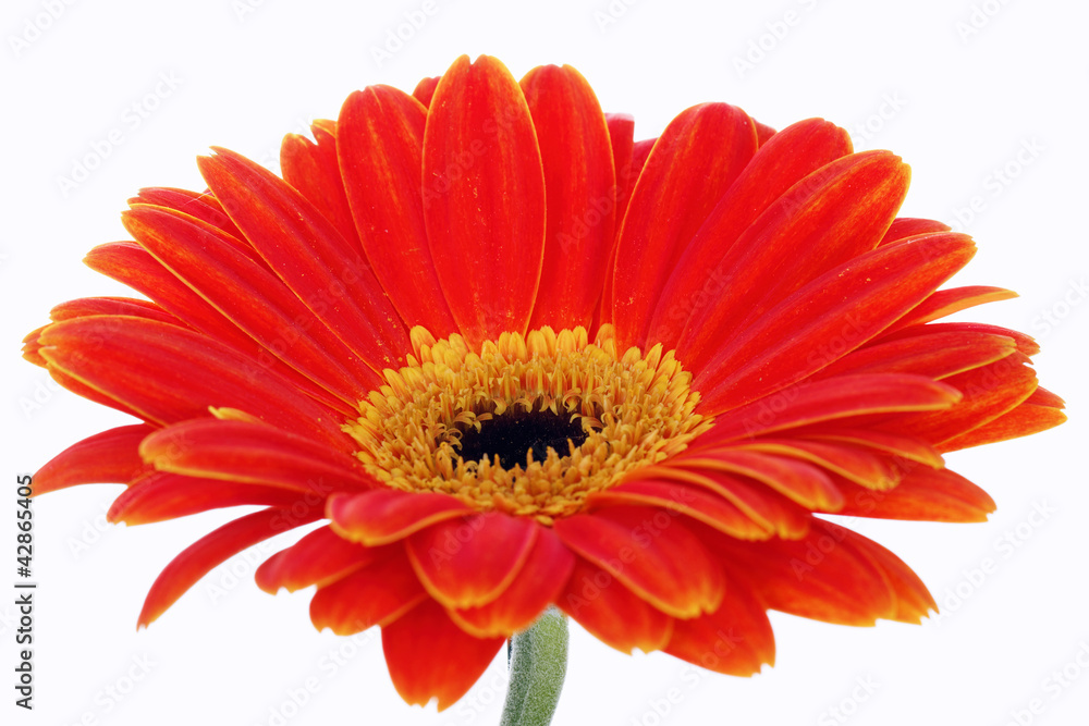 gerbera isolated on white in studio gerbera isolated on white in studio