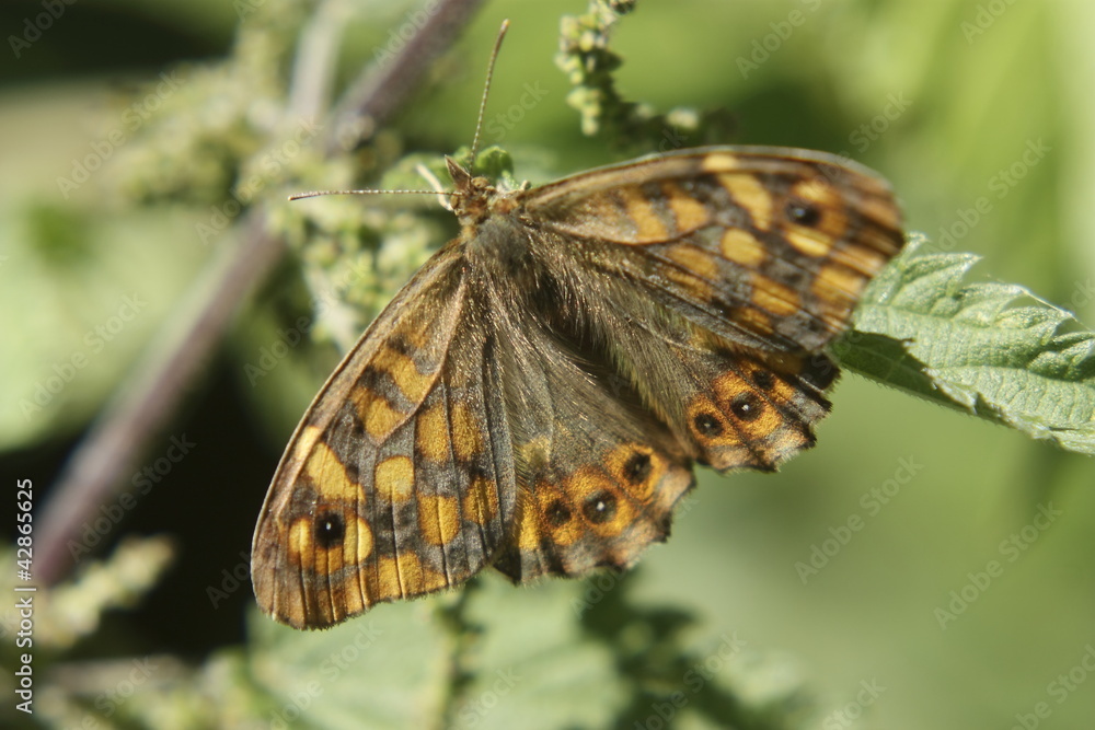 Obraz premium Papillon jaune et noir