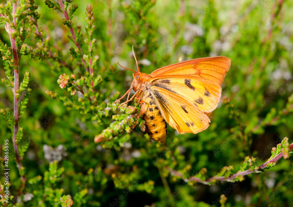 Fototapeta premium leuchtend oranger Falter auf Heidekraut