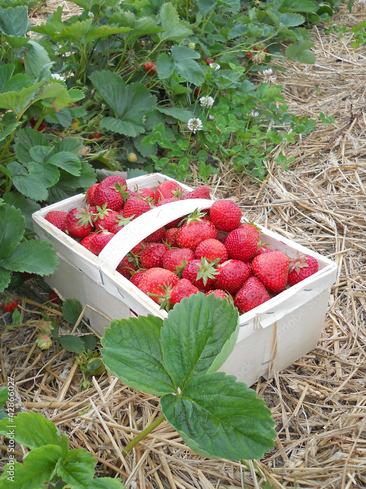 Erdbeeren pflücken StockFoto Adobe Stock