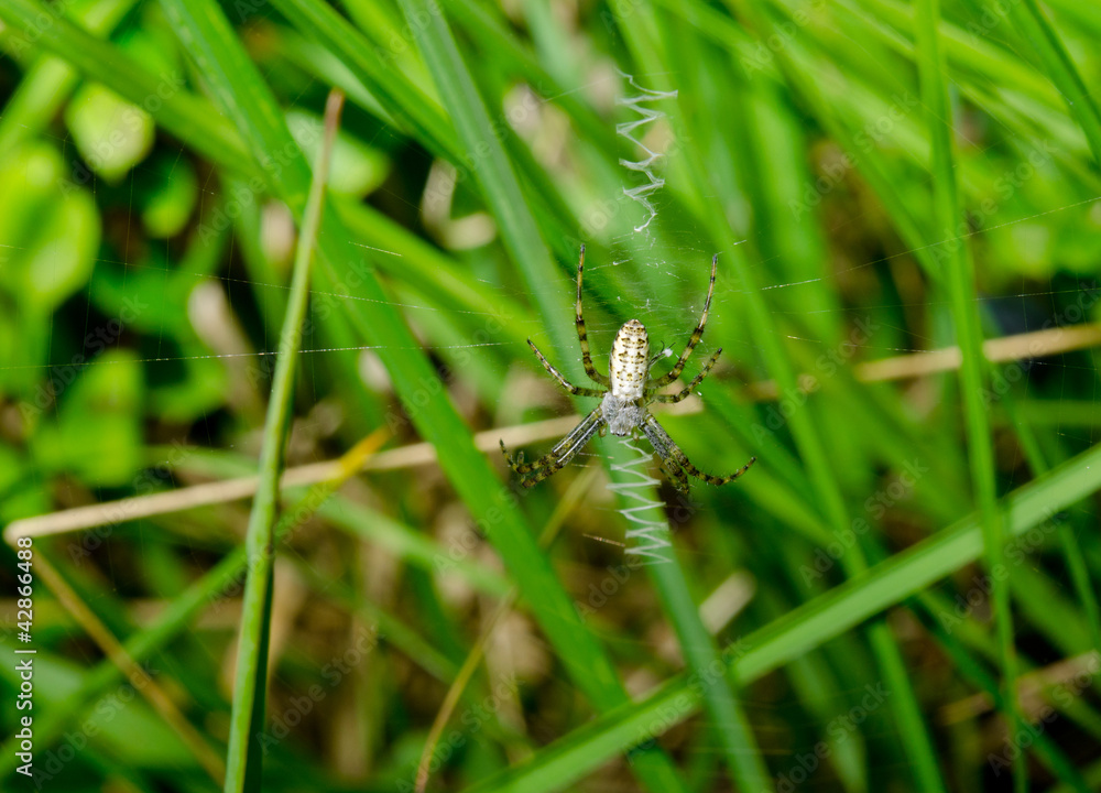 Fototapeta premium wasp spider youth, typical web