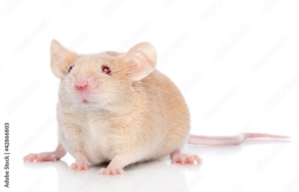 Decorative mouse on white background Decorative mouse on white background
