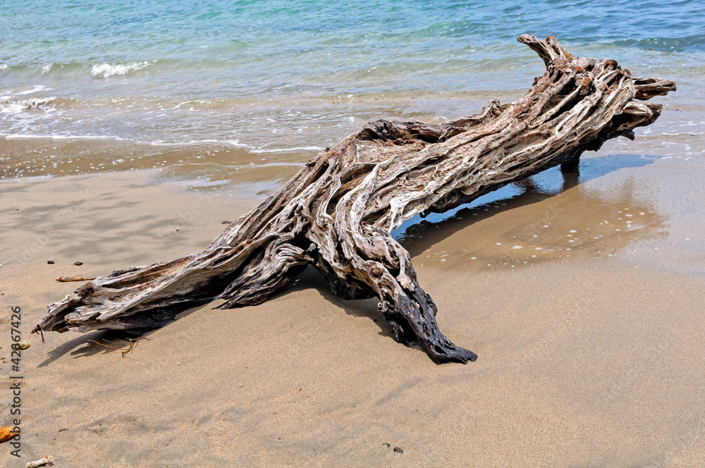 Driftwood on the beach in the shape of the wild animal