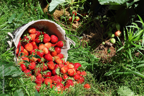 fresh, strawberries in a basket photo