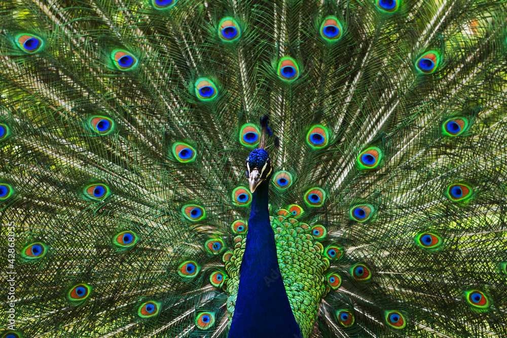 Obraz premium Peacock