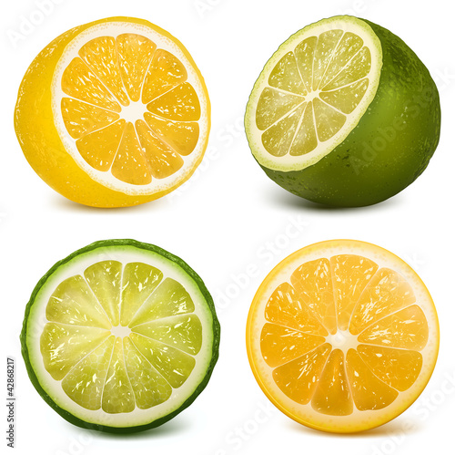 Vector citrus fruits  lime and lemon.