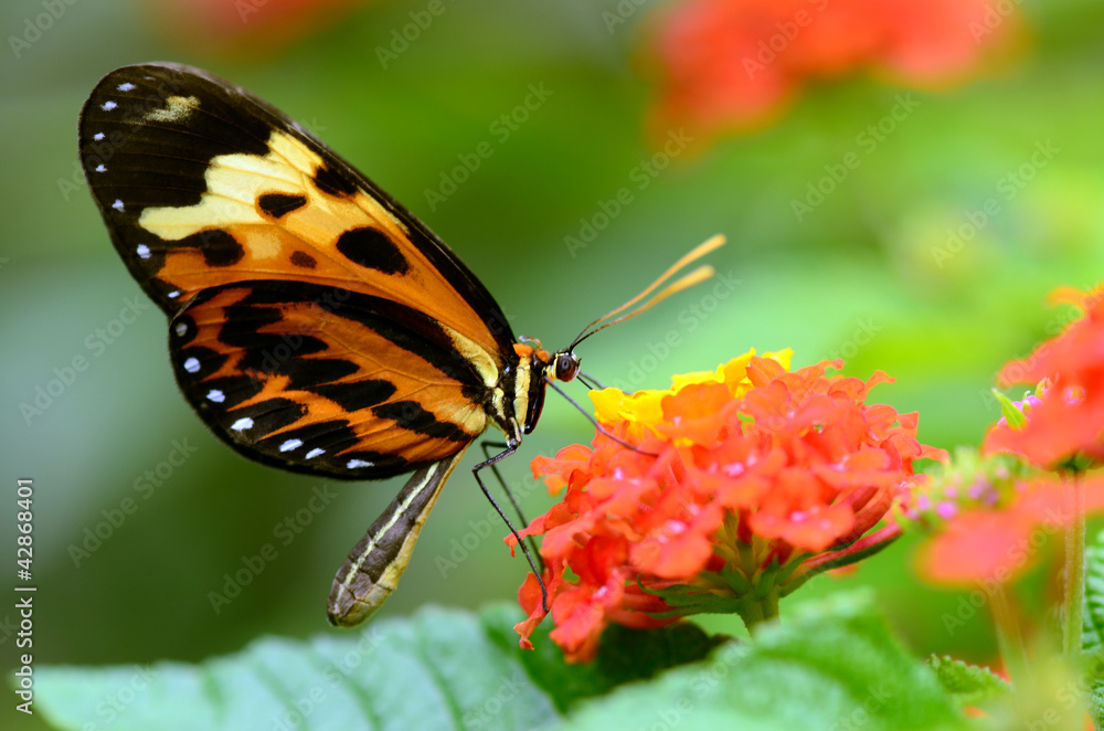 Obraz premium Schmetterling auf einer Blüte