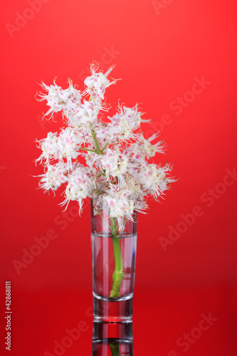 chestnut flowers in a glass on bright colorful background