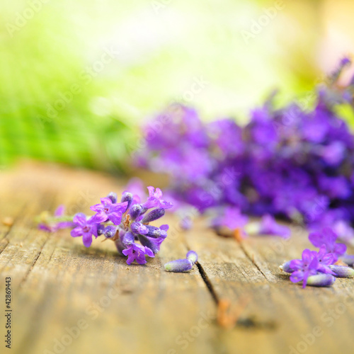 Gesundheit aus der Natur - Lavandula photo