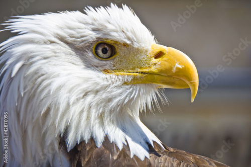 Pygargue à tête blanche (haliaeetus leucocephalus) photo