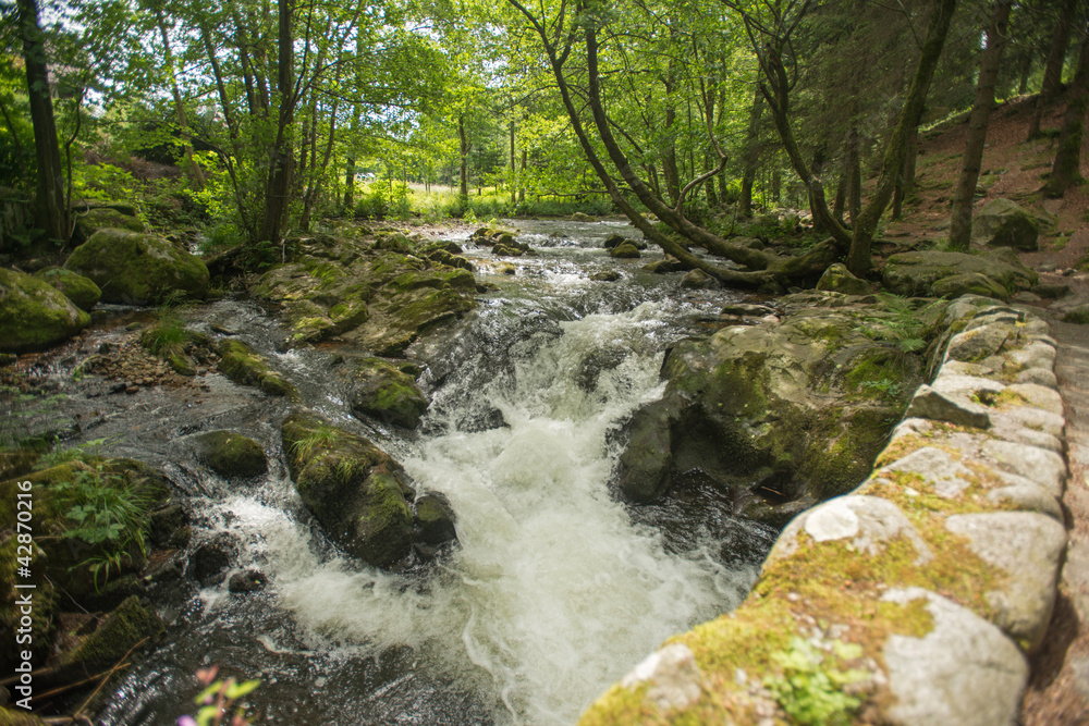 Obraz premium Stream through a sunlit forest