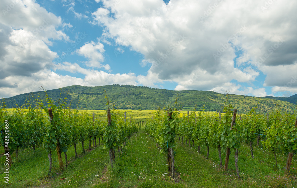 Vineyard in the sunny Alsace