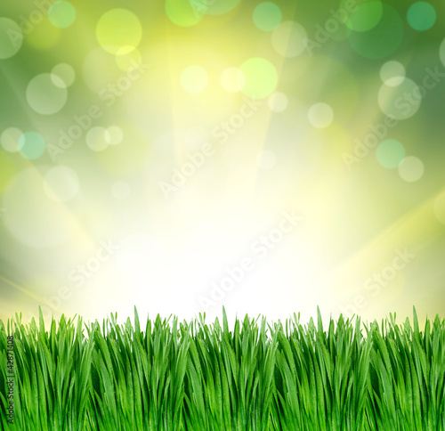 green grass background