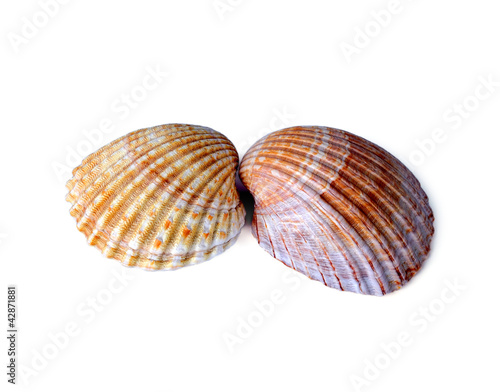 Beautiful sea shells isolated on a white background