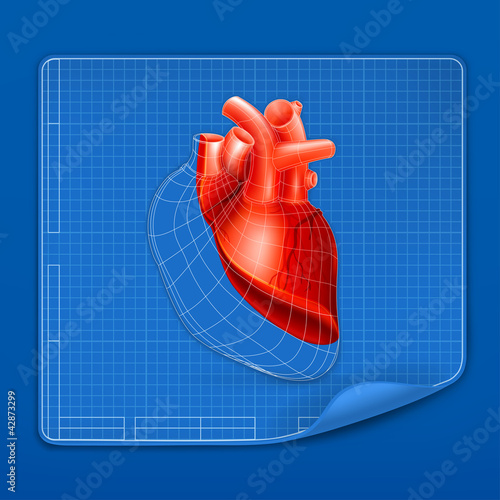 Heart structure blueprint