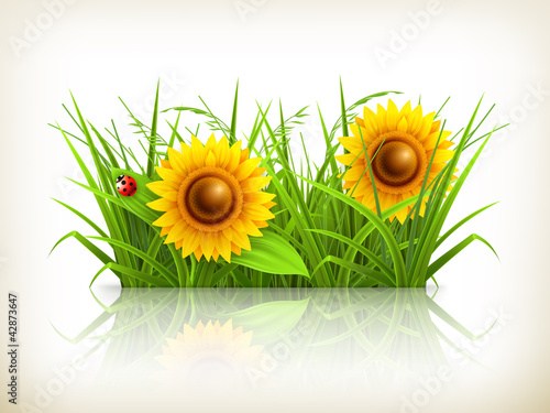 Sunflowers in grass